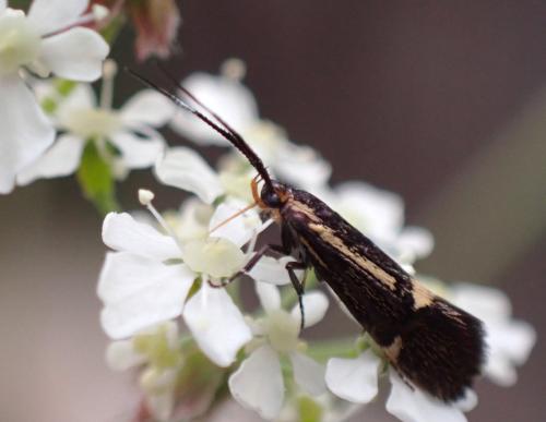 Réf. 321 672 : Esperia sulphurella